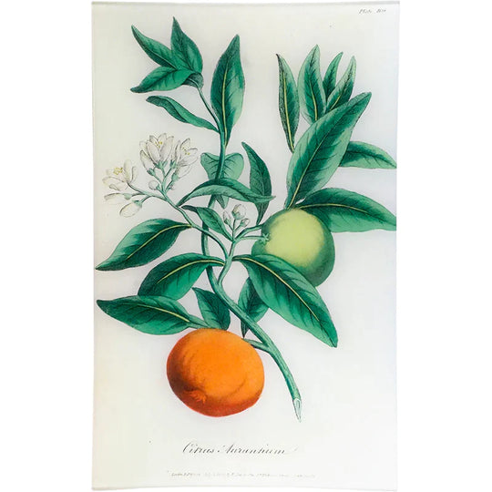 Bitter Orange - Citrus Aurantium (History of Plants) Tray