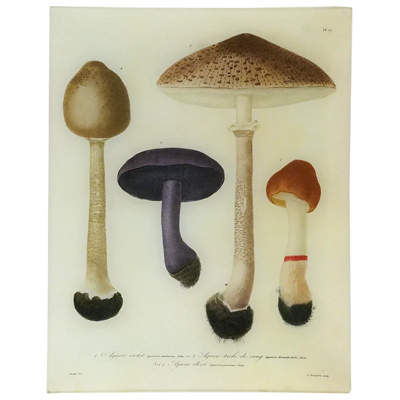   Mushrooms (Plate 17) Tray  