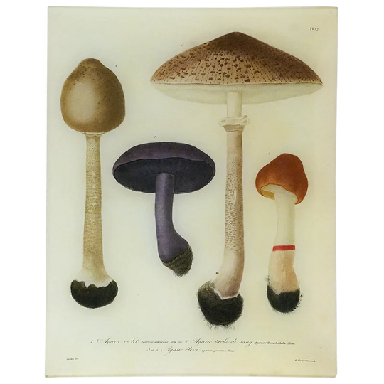 Mushrooms (Plate 17) Tray