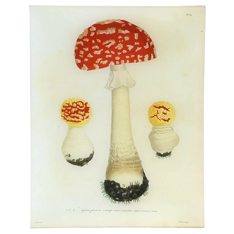   Mushrooms (Plate 19) Tray  