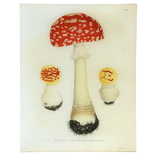 Mushrooms (Plate 19) Tray