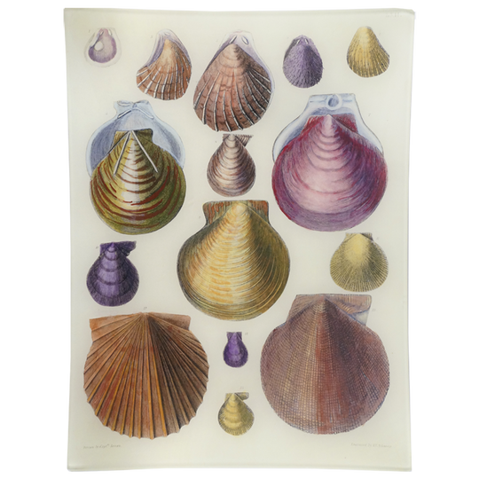 Scallops LXII (62) Tray