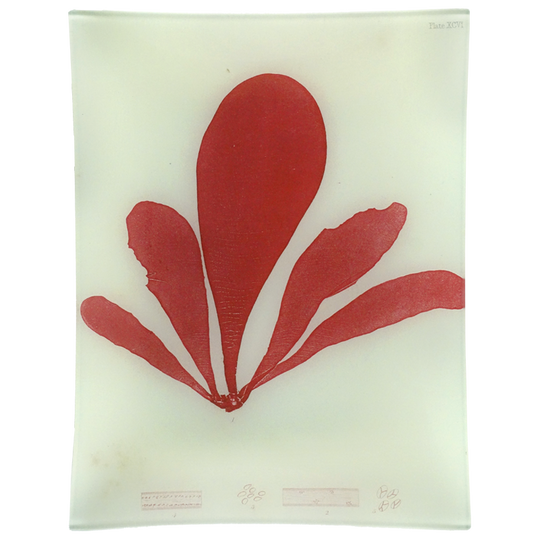 #9 Seaweed (XCVI) Tray