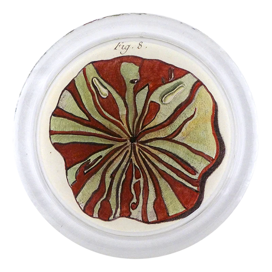Urchin Fig. 8 (Pl. 147) Coaster
