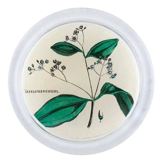 Cinnamon Tree Coaster