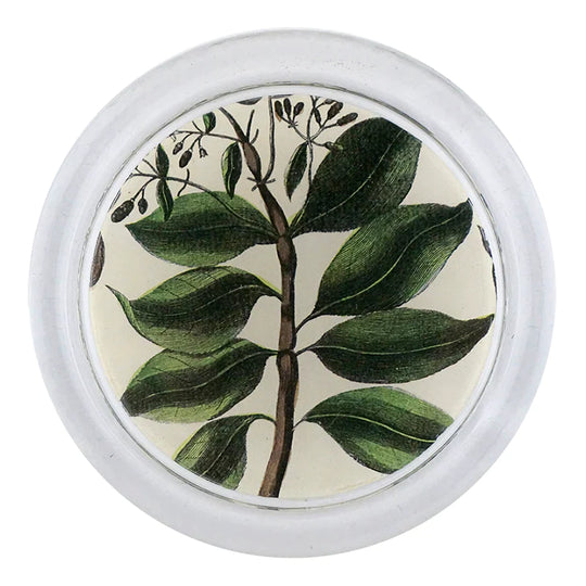 Quinine Leaves Coaster