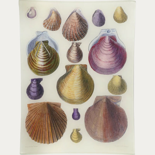 Scallops LXII (62) Tray