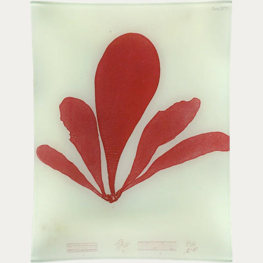#9 Seaweed (XCVI) Tray