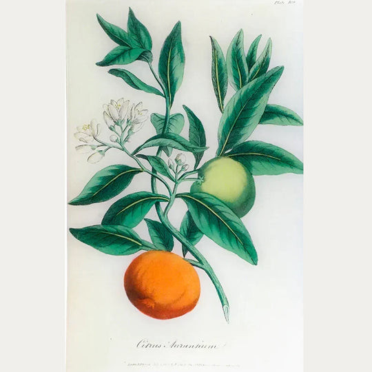 Bitter Orange - Citrus Aurantium (History of Plants) Tray