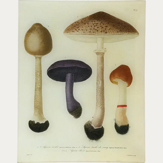 Mushrooms (Plate 17) Tray