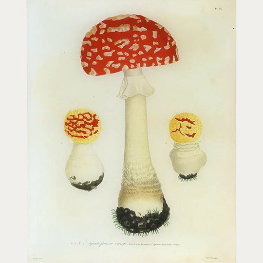 Mushrooms (Plate 19) Tray