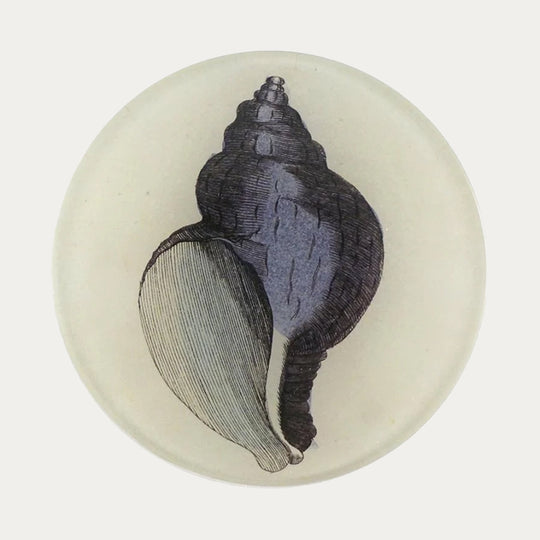 Purple Shell Plate