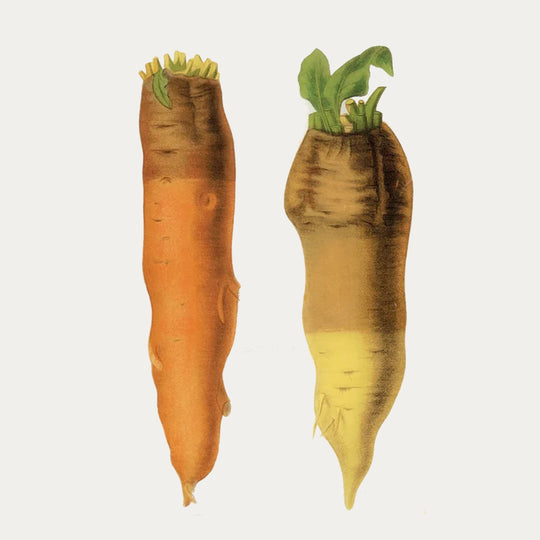 Vegetable Tray III - Betteraves d'Allemagne