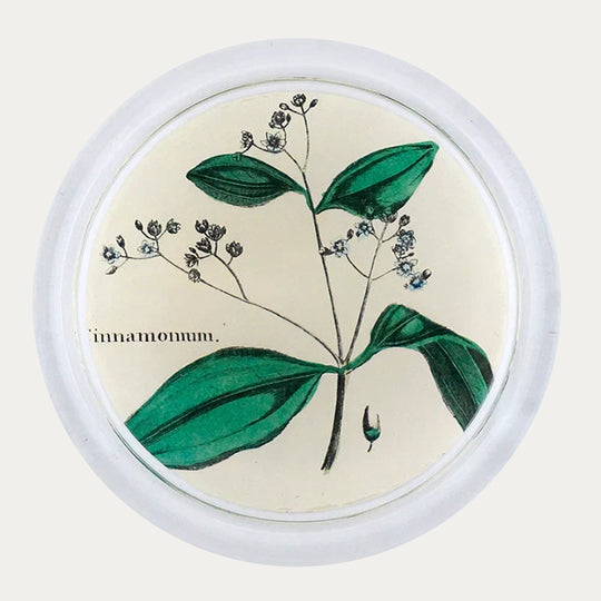 John Derian Cinnamon Tree Coaster