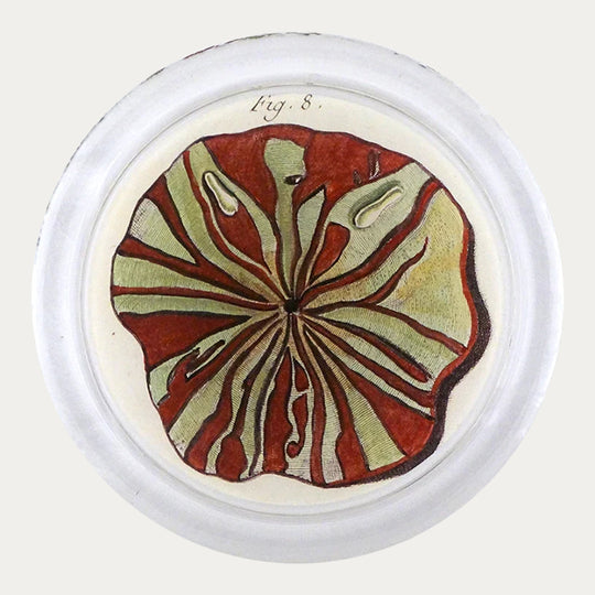 John Derian Urchin Coaster