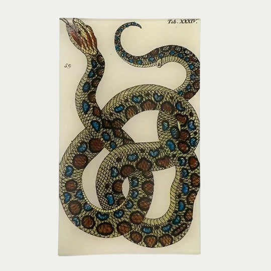Snake XXXIV Tray