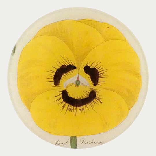 Lord Durham Pansy Plate