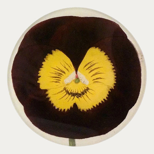 General Wolfe Pansy Plate