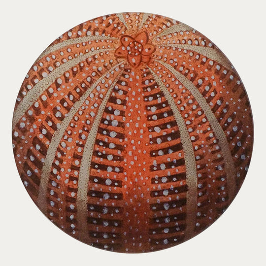 Red Sea Urchin Plate