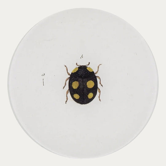 Ladybird (Ladybug) Plate