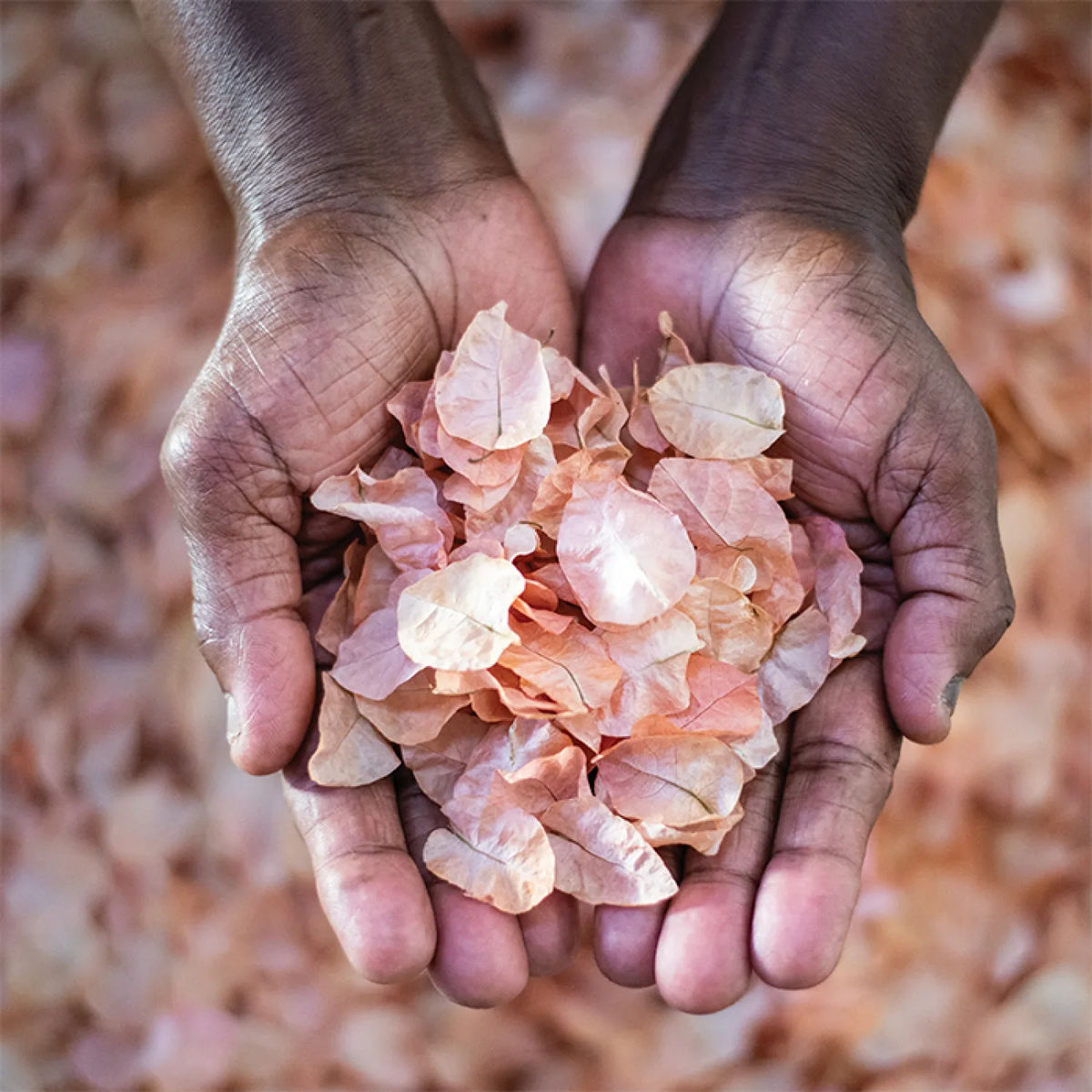 Sheldrick Wildlife Trust Botanical Confetti
