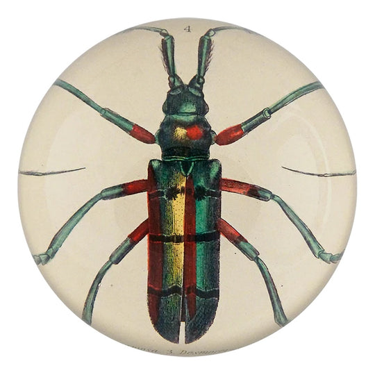 Green Red Beetle (Lamia tricincta) Dome Paperweight