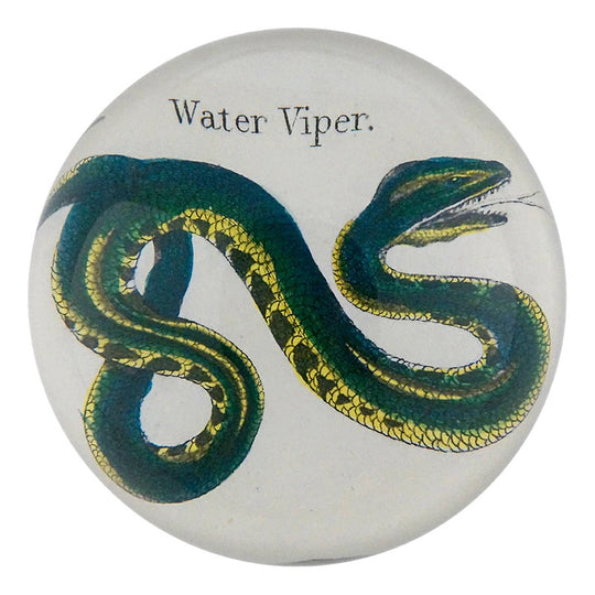 Water Viper Dome Paperweight