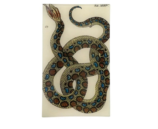 Snake XXXIV Tray