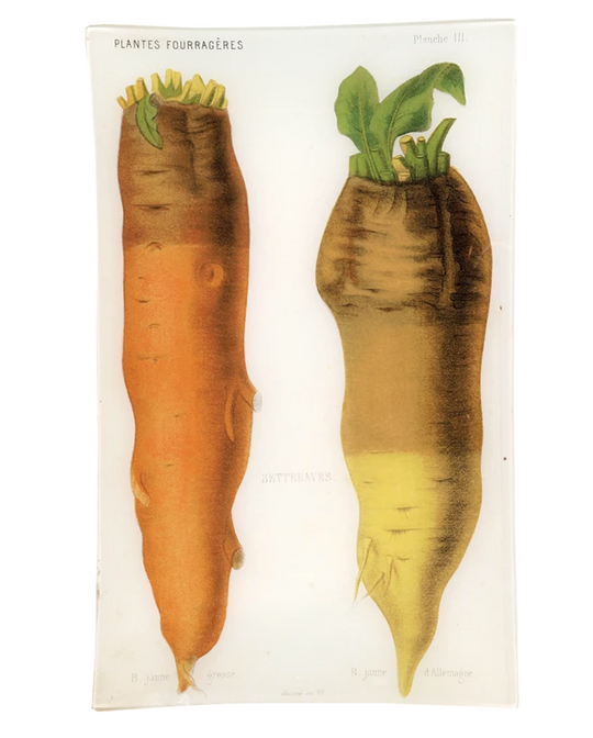 Vegetable Tray III - Betteraves d'Allemagne