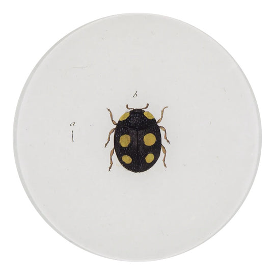 Ladybird (Ladybug) Plate